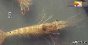 车虾的养殖技术(从海里到养殖池，海虾淡水怎么养？虾苗如何才能克服“水土不服”)