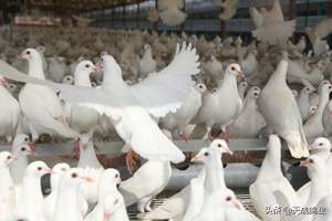 肉鸽养殖政策(肉鸽这样养真的省时又省力？)