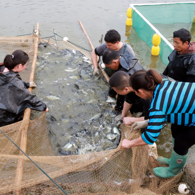 鲈鱼、鸭嘴鲟、中华鲟…兴文这23个鱼塘占地500亩，常年存塘量70万斤