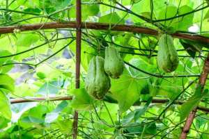 大棚种植佛手瓜(对于佛手瓜的栽培，这几种高产栽培方法你知道吗，来和老农学一下)