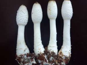鸡茹种植(“粪生真菌”鸡腿菇，世卫组织确认的珍惜食用菌，如何人工栽培？)