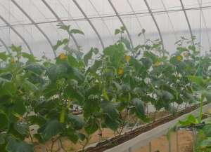 怎样在家种植无土蔬菜(掌握好3个方法，无土栽培种蔬菜，根系长势好，产量高)