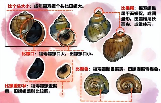 广东福寿螺进入繁衍期，单个体内6000条寄生虫，常被当作田螺食用