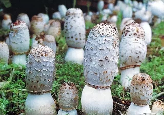 “粪生真菌”鸡腿菇，世卫组织确认的珍惜食用菌，如何人工栽培？