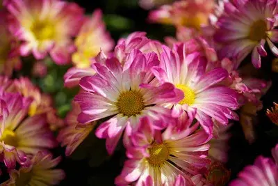 荷兰菊花色淡雅，通过分株繁殖的方式，拥有一片花开的美景