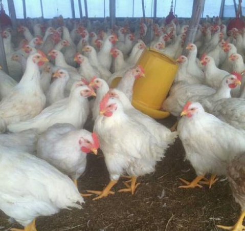 冬季怎样做好817杂交肉鸡的饲养管理？817杂交肉鸡养殖技术