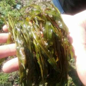 养殖 藻(水草缸中非常容易栽培的水鳖科水草（2）)