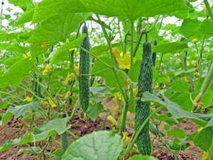 露天长豆角的种植方法(在农村，现如今可以露天地种豆角和黄瓜吗？一起来看看吧)