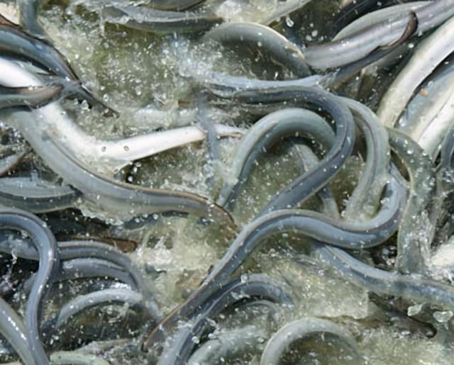 渔业养殖技术：鳗鱼这样养殖，高产不再是问题