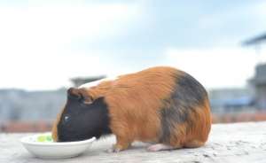 荷兰猪养殖视频(豚鼠养护指南：如何照顾您的可爱小宠物)