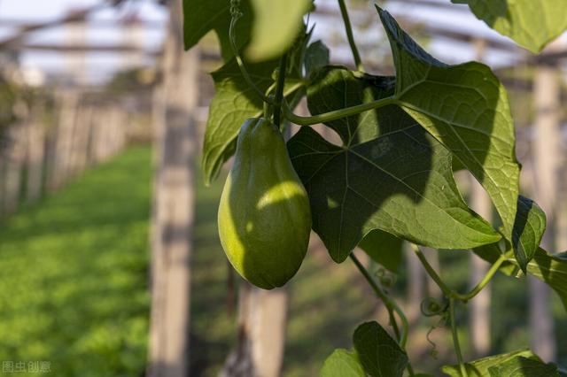 对于佛手瓜的栽培，这几种高产栽培方法你知道吗，来和老农学一下
