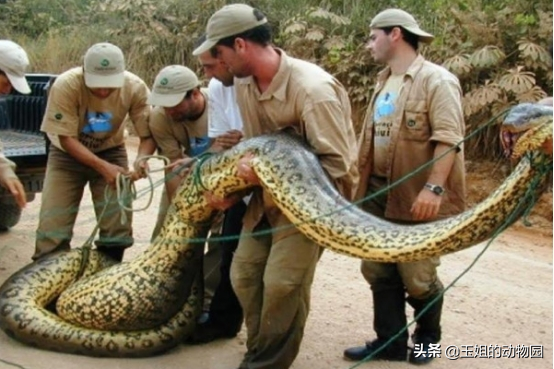 世界上现存体长最大的蛇，和体型最重的蛇，谁的实力会更胜一筹？