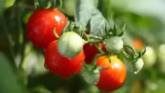 这里有全套的西红柿栽培技术送给你，赶快收藏起来吧！