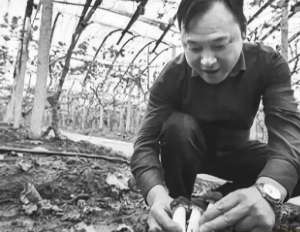 北方红菇种植大棚图片(葡萄架下套种高产高价“酒红菇”，这个“致富经”你值得一学)