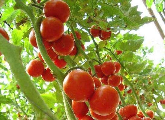 这里有全套的西红柿栽培技术送给你，赶快收藏起来吧！