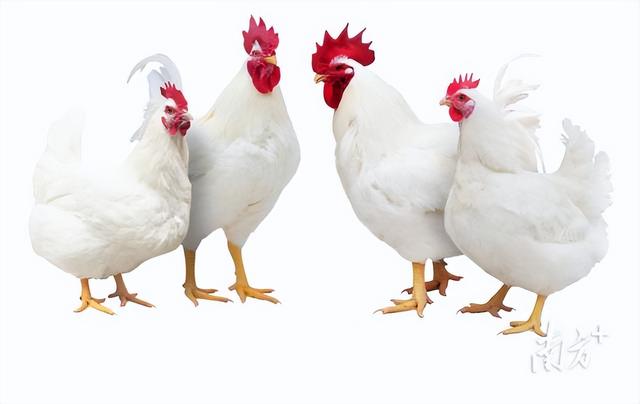 全国领先！揭秘广东白羽肉鸡育种密码