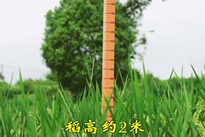 标株高超2米！贵州山区再次试种成功巨型稻