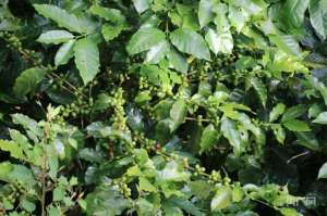 云南普洱咖啡种植(普洱：从一颗好豆子到一杯好咖啡)