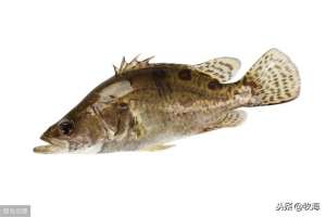 野生桂鱼与养殖的区别(「名特水产」鳜鱼：从养成到育苗，这条鱼究竟贵在哪里？)