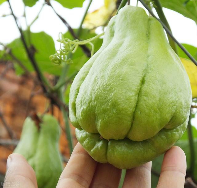 对于佛手瓜的栽培，这几种高产栽培方法你知道吗，来和老农学一下
