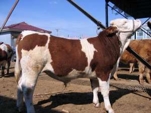 养殖牛品种(西门塔尔和利木赞牛哪个好？两种牛都各自有什么优势？本文讲解)