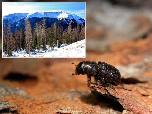 山松甲虫是一种什么虫子，为什么它们能毁灭大量的森林