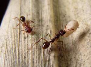 蚂蚁的养殖方法(介绍热门［宠物蚂蚁］饲养方法)