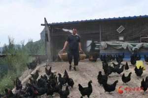 农村野鸡养殖技术(两当西坡镇：生态鸡养殖模式多  产业链延伸效益好)