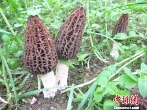 老挝蘑菇种植(四川江安节后首批羊肚菌出口老挝和柬埔寨)