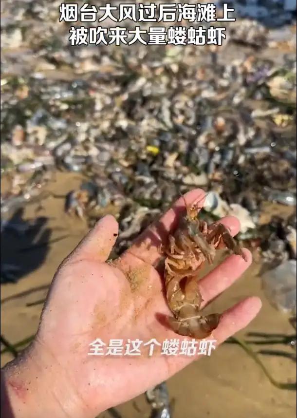 大风天退潮后，烟台市的海滩上有市民捡到了30斤搁浅的蝼蛄虾