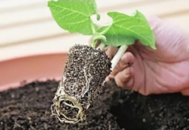 芸豆虽是豆，但不易生出根粒菌，栽种芸豆需要基肥又需要追肥