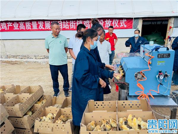 清镇市3000万羽肉鸡产业高质量发展项目首批鸡苗投产