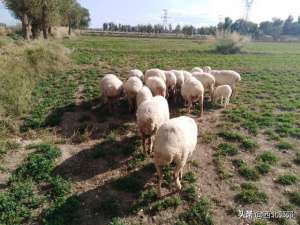 杜泊绵羊养殖与繁殖(肉羊杂交改良技术很难学？其实并不难，只是方法太多“迷了眼”)