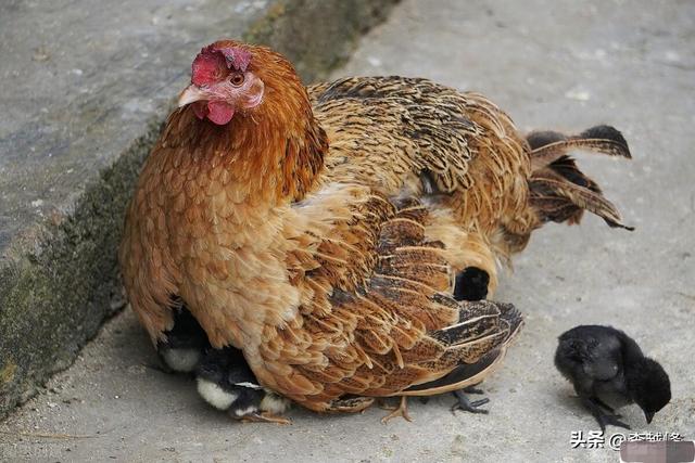 在农村，为何有人专门高价收购养了五年以上的老母鸡？有什么用？