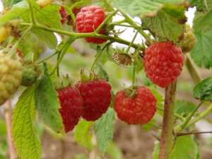 河南树莓种植(树莓套种板蓝根绿色高效栽培技术)