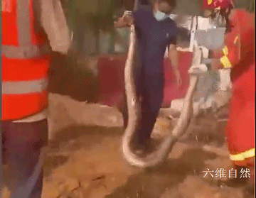 两蟒蛇潜入农场偷食20只小猪，捉住50斤的蛇，却逃跑了100斤的蟒