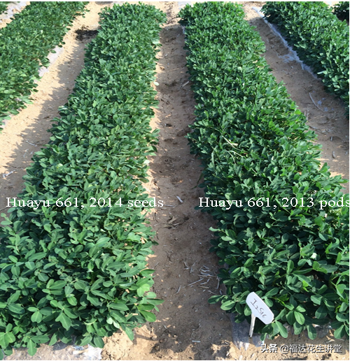 高油酸花生种植注意三个方面：种子纯度，发芽率，芽期耐低温性