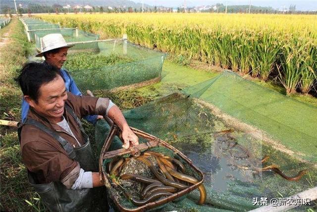 黄鳝养殖技术，黄鳝稻田综合饲养方法