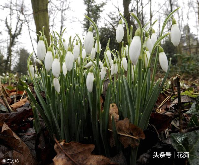 雪滴花，花开洁白如雪，如白色精灵般顶雪绽放，种庭院正合适！