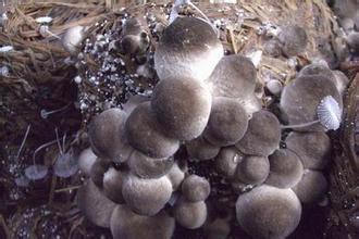 利用菌渣周年栽培草菇的关键技术，种植户快收藏了