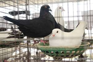 鸽子养殖品种(繁殖最强的肉鸽是啥品种？)