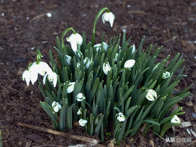 雪滴花，花开洁白如雪，如白色精灵般顶雪绽放，种庭院正合适！