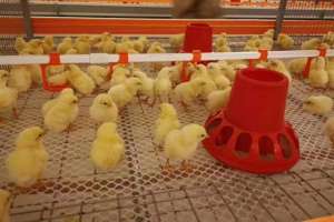 肉鸡怎么养殖技术(肉鸡养殖关注5个阶段：精细管理是基础，防疫保健锦上添花)