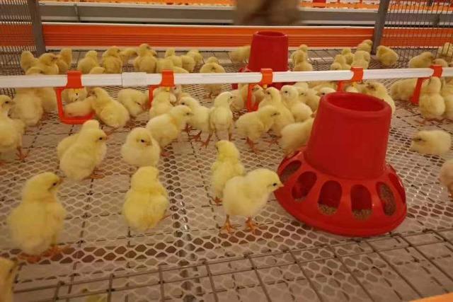 肉鸡养殖关注5个阶段：精细管理是基础，防疫保健锦上添花