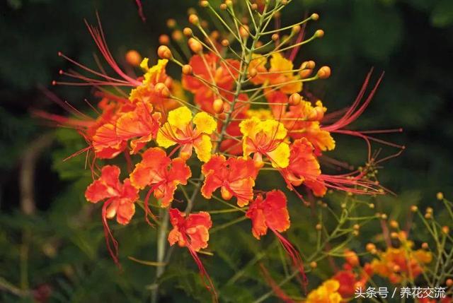 花开灿烂的11种庭院灌木植物，种在院子里四季都可以看到花