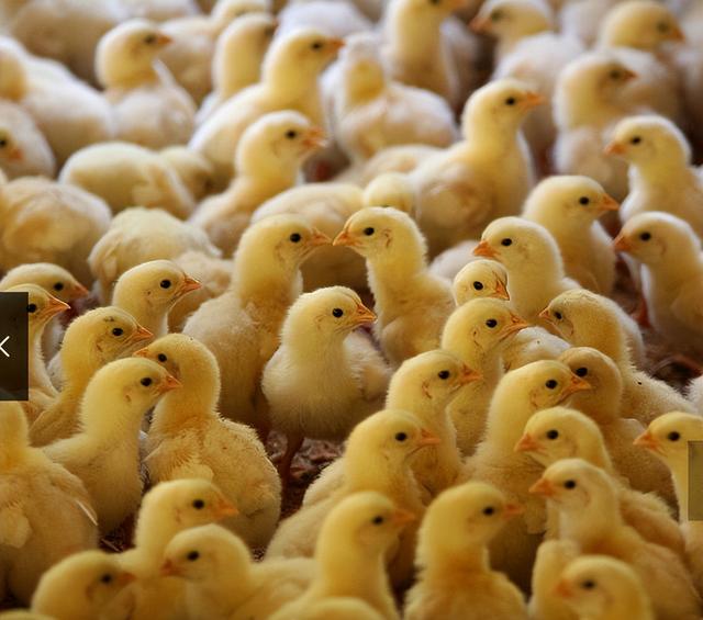 禽医静心谈怎样养好小鸡、刚买回来的小鸡怎么养？