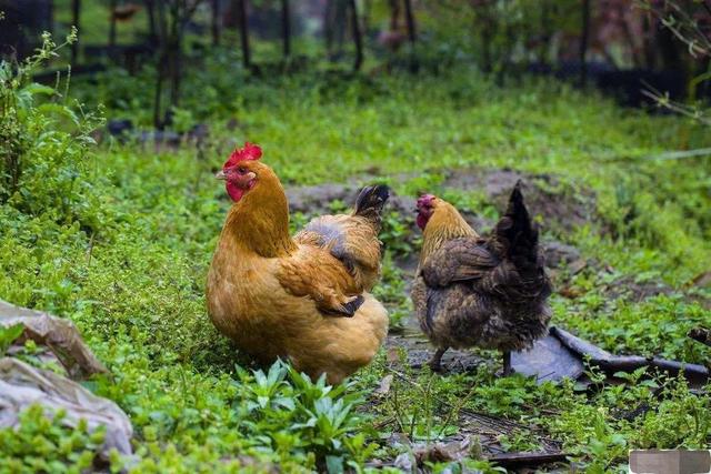 在农村，为何有人专门高价收购养了五年以上的老母鸡？有什么用？