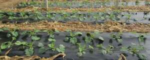 角瓜什么时候种植(生态三农：春季西葫芦什么时候种植？西葫芦种植技术有哪些？)