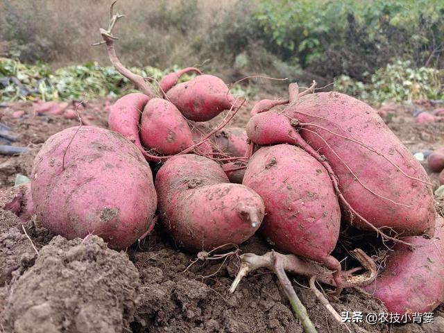红薯生长后期如何管理更容易高产？重点做好这5点