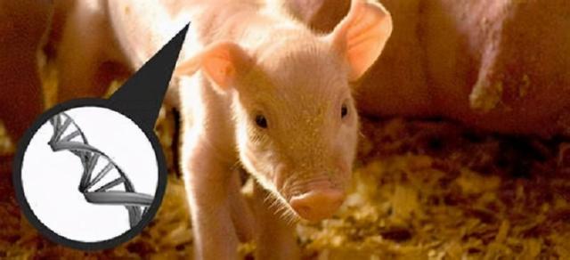 20亿巨资收购养猪场，高盛引入转基因猪，猪肉吃不吃？